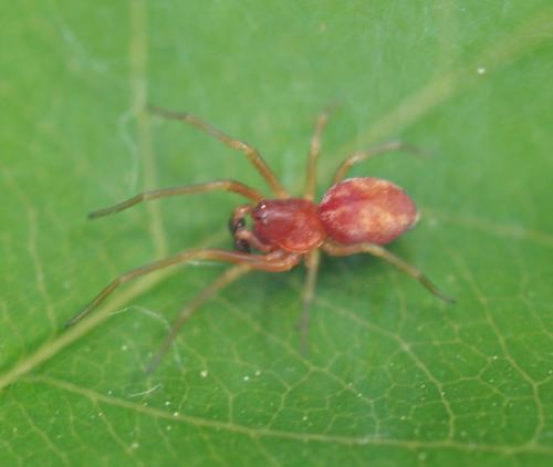 Nigma sp.